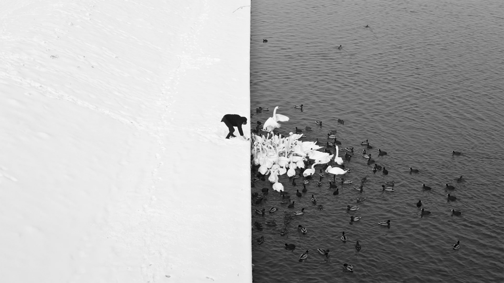 Marcin Ryczek ,,A Man Feeding Swans in the Snow”.