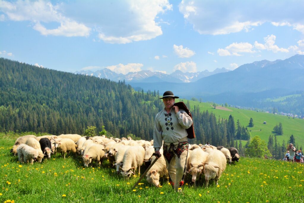 Mężczyzna w stroju góralskim wypasa owce na pastwiskach. W tle widok na góry.